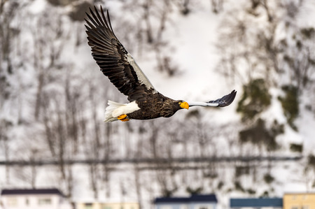 The Flying Predatory Stellers Sea-eagle near Rausu in Shiretoko, Hokkaido of Japan.の写真素材