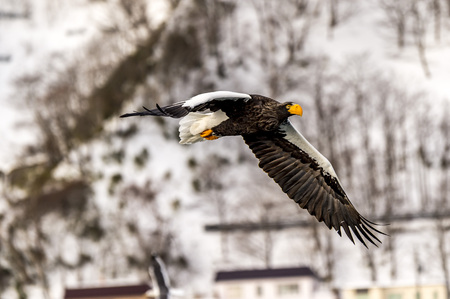 The Flying Predatory Stellers Sea-eagle near Rausu in Shiretoko, Hokkaido of Japan.の写真素材