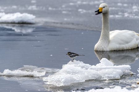 The Black-collared Starling with swan in the Lake Kussharo of Shiretoko in Hokkaido, Japan.の写真素材
