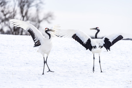 The Red-crowned Cranes in Tsurui Ito Tancho Crane Sanctuary of Hokkaido, Japan.の写真素材