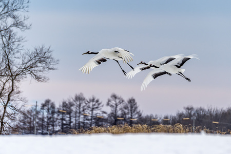 The Red-crowned Cranes in Tsurui Ito Tancho Crane Sanctuary of Hokkaido, Japan.の写真素材