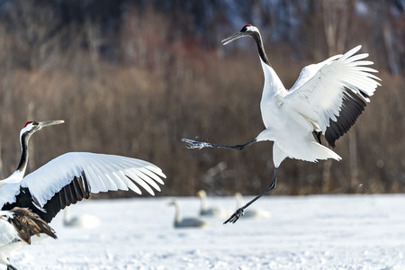 The Red-crowned Crane in Tsurui Ito Tancho Crane Senctuary of Hokkaido, Japan.の写真素材
