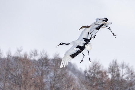 The Red-crowned Crane in Tsurui Ito Tancho Crane Senctuary of Hokkaido, Japan.の写真素材