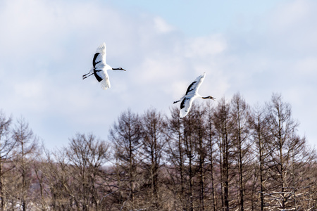 The Red-crowned Crane in Tsurui Ito Tancho Crane Senctuary of Hokkaido, Japan.の写真素材