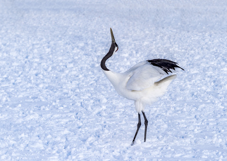 The Red-crowned Crane in Tsurui Ito Tancho Crane Senctuary of Hokkaido, Japan.の写真素材
