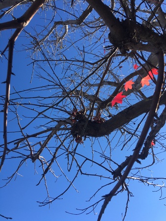 Red leafs with vivid energy and bright Color sit on strong black branches.