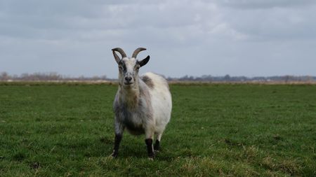 Goatの写真素材