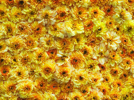 Closeup of a wall of yellow flowersの写真素材