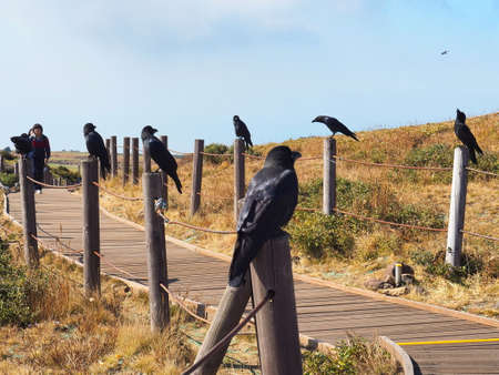 A couple of crows guarding the road