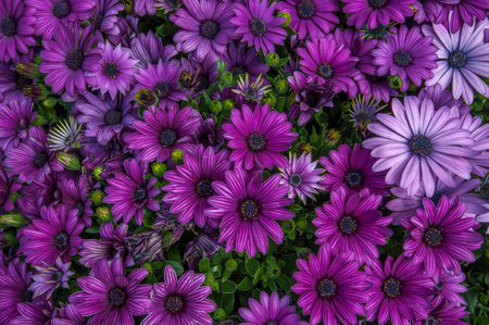 Purple Flowerの写真素材