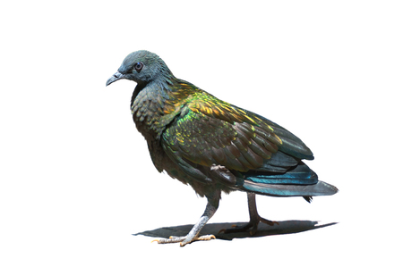 Nicobar Pigoen bird, beuatiful green and dark blue bird on the islandの写真素材