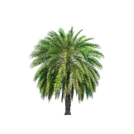 palm tree isolated on whiteの写真素材