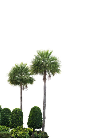 palm tree and garden isolated on whiteの写真素材