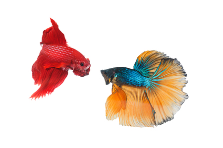 Couple betta fighting fish top form preparing to fight isolated a on whiteの写真素材