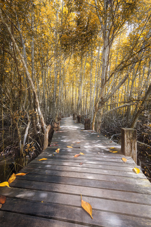 autumn,The Mangrove Forest and wood bridgeの写真素材