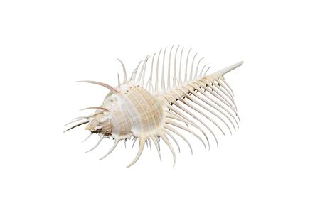 Sea shell isolated on white background