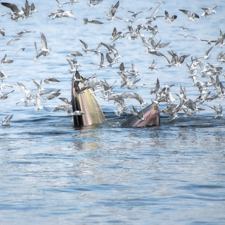 Bryde's whale feeding with seagulls eat small fish from the mouth in Thai gulfの写真素材