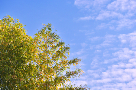 Beautiful Bamboo with rim light and blue skyの写真素材