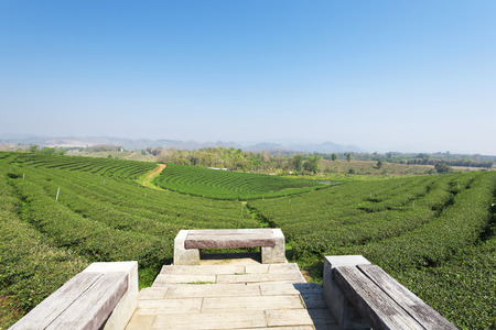Tea plantation at Mae Chan, Chiang Rai, Thailand.View of tea plantation landscape at Choui Fong Tea Chiang Raiの写真素材