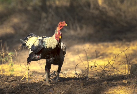 gamecok fighting cock two Thai cockの写真素材