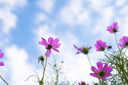 purple  flowers or Cosmo with green foreground on blue sky and white cloud in a sunny day in summerの写真素材