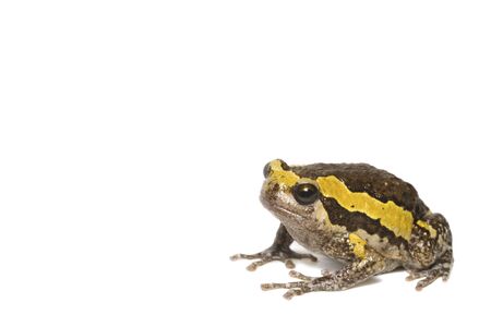 Banded bullfrog on whiteの写真素材