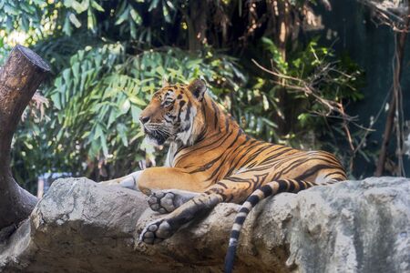 Tigerの写真素材