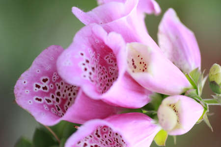 Purple Foxglove, or Digitalis, plant shows open flowers on this plant in a gardenの写真素材