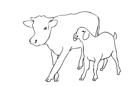 Manual Draw Sketch cow and sheep, allowed to be slaughted in idul adha&#xA;のイラスト素材