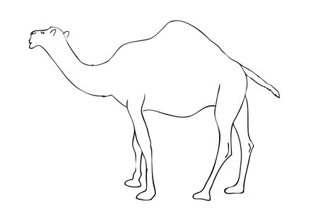 Vector Manual Hand Draw outline sketch, camel &#xA;のイラスト素材