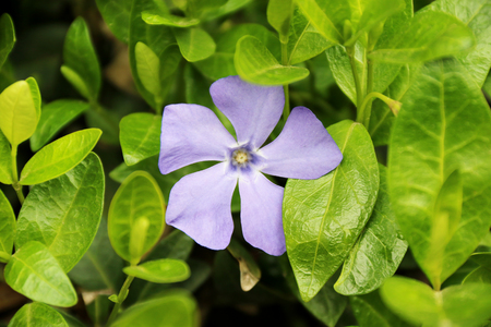 Blue periwinkle flower on the background of green leavesの写真素材