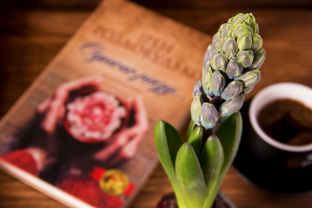 Bright and biautiful Young flower hyacinth in a bud next to cup of coffe and interesting book on a wooden backgroundの写真素材