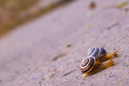 Two small snails crawling on a road after rainの写真素材