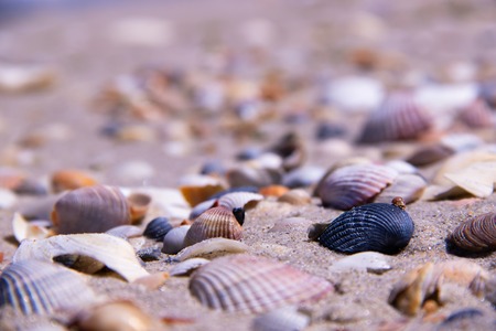 The coast is covered with various shellsの写真素材