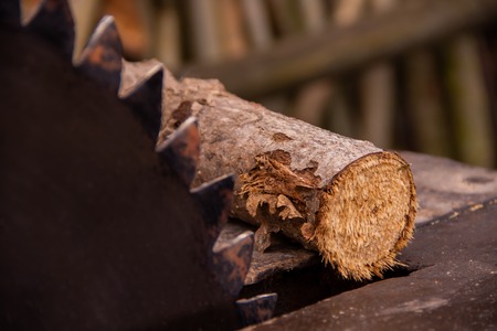 The circular saw and harvest firewood for the winter on backgroundの写真素材