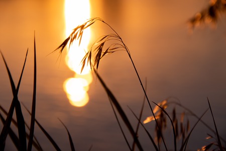 Grass on the background of the river and the sunsetの写真素材