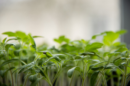 A young green seedlings sprouts and copyspace on background, organic farming.の写真素材