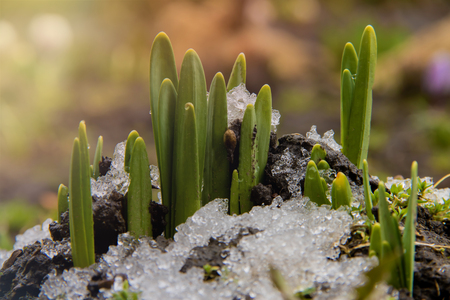 Young green plant shoots breaks through frozen ground with snow in spring with copyspace and sunlightsの写真素材