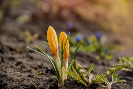 Two young flowers of yellow crocus grow on a flowerbed in the early spring under a warm sun.の写真素材