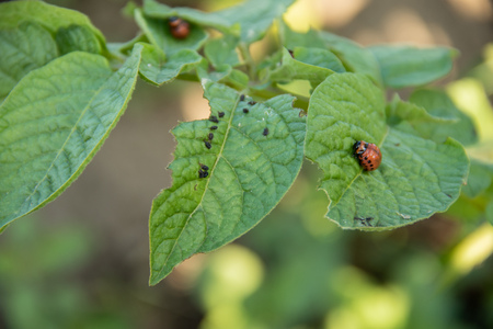 The Colorado Potato Beetle eats a leaf of potatoes in the middle of a potato field