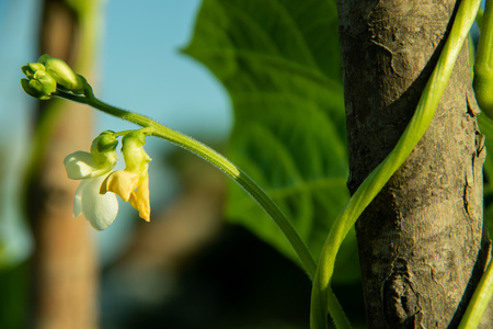 Flowers from vegetables, long beans that are fresh white and purple