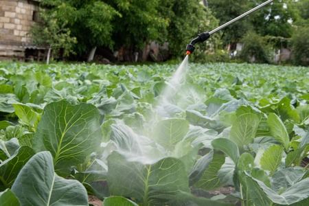 A farmer sprinkles cabbage in a vegetable garden against parasites and insects organic farmの写真素材