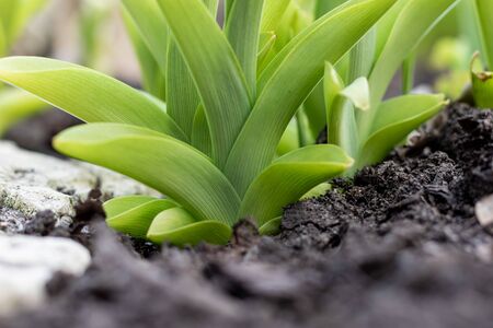 young green plant growing in garden with sunlight