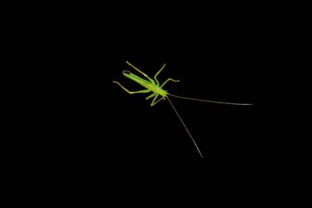 Locust is photographed on the black background, big green locust top view