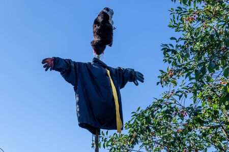 A scarecrow watch the vineyard in front of the birds. In the background grows the cherry and grapevine.の写真素材