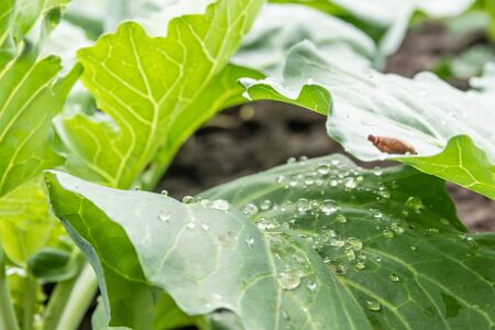 Young cabbage growing on a bed in the garden. Growing organic vegetables.の写真素材