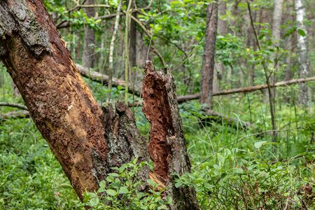 Broken tree in the forest