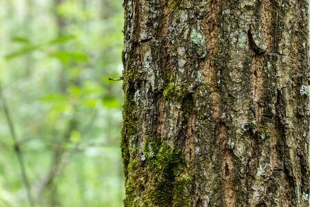 Tree trunk, close up. A beautiful palette of colors on the trunk attracts attention with its unusual...
