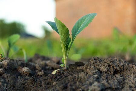 Young sprouts of cabbage. Cabbage seedlings in the garden. greenhouse plants, seedlings in the...