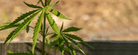 Young leaf of marijuana plant detail at sunset. Selective focus. Low depth of field.の写真素材